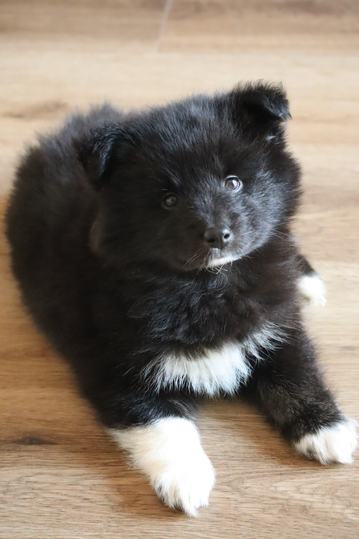 新しいお家で暮らす仔犬ちゃん