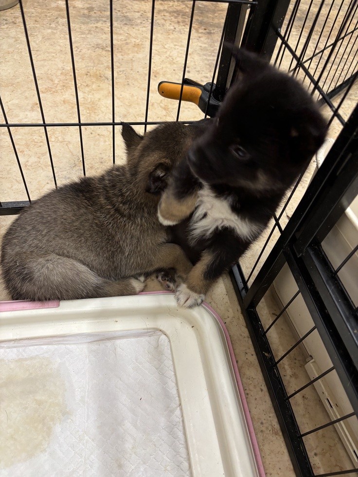 僕たちもずっとのお家、待ってるワン