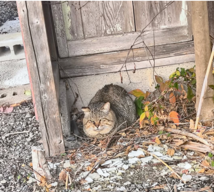 壁のないお家の猫