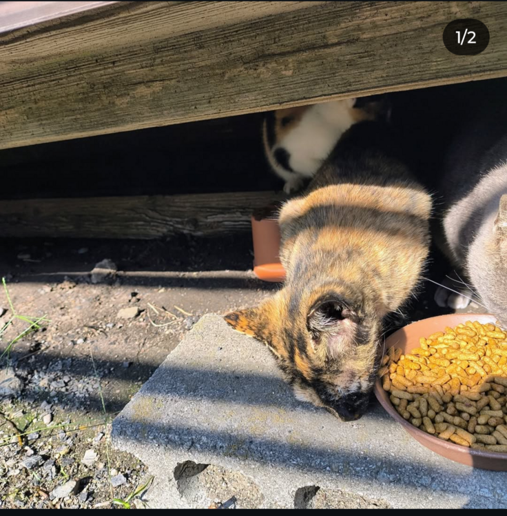 御高齢のお家で増えてしまった子達　TNRをしました