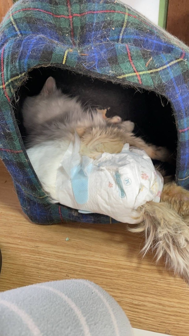 オムツ替えの後、ちょっとふてくされるバニラ