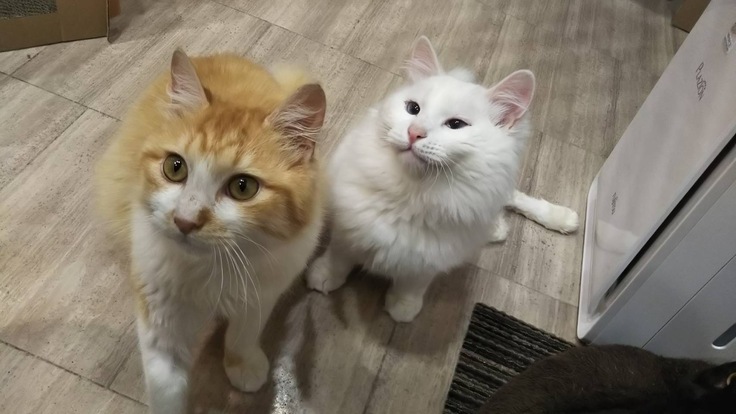 嬉しそうなお顔で見つめてくれるバニラ