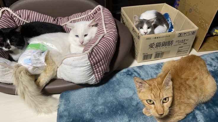 お友達と一緒に過ごすバニラ