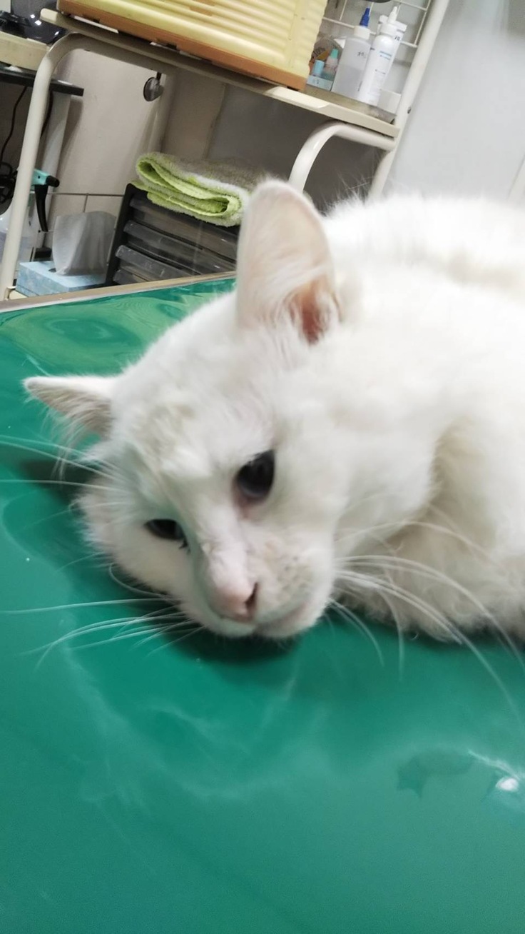 病院で診察中のバニラ