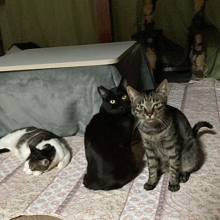 おうちをきれいにしてくれて、ありがとうにゃん