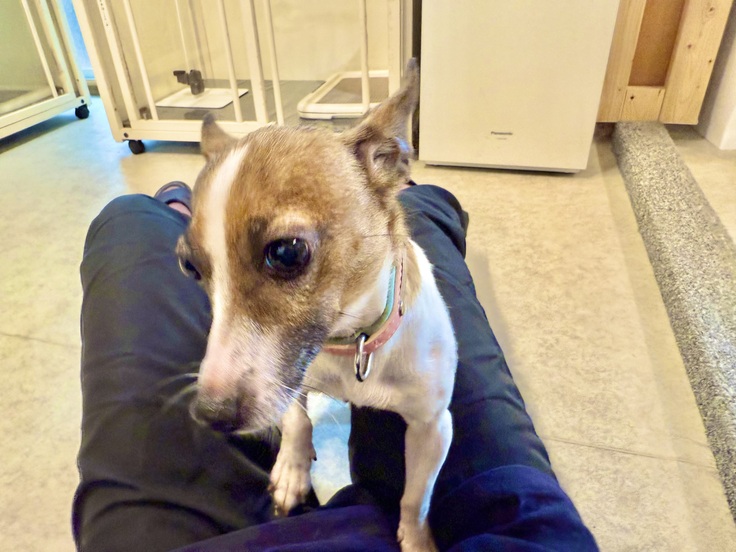 撫でてほしいプリウスちゃん