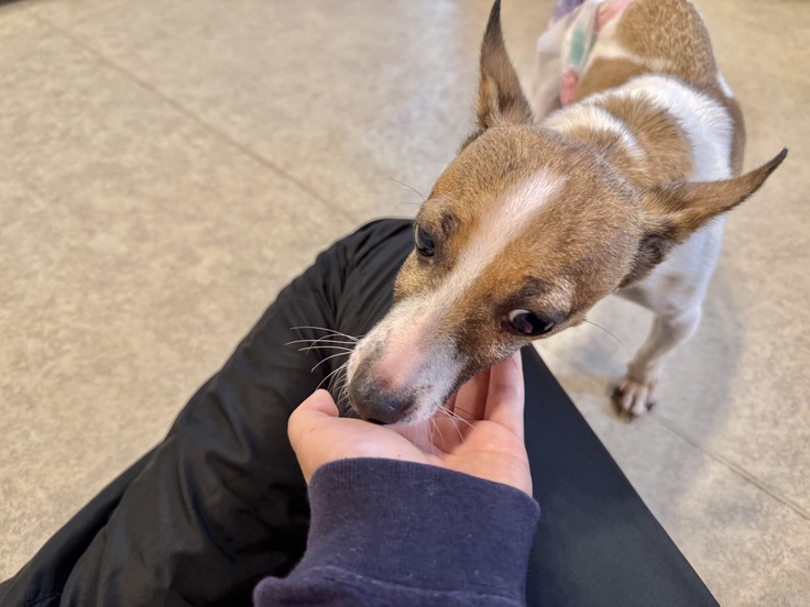 可愛いプリウスちゃん