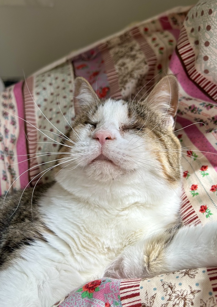 にゃんきちのご紹介