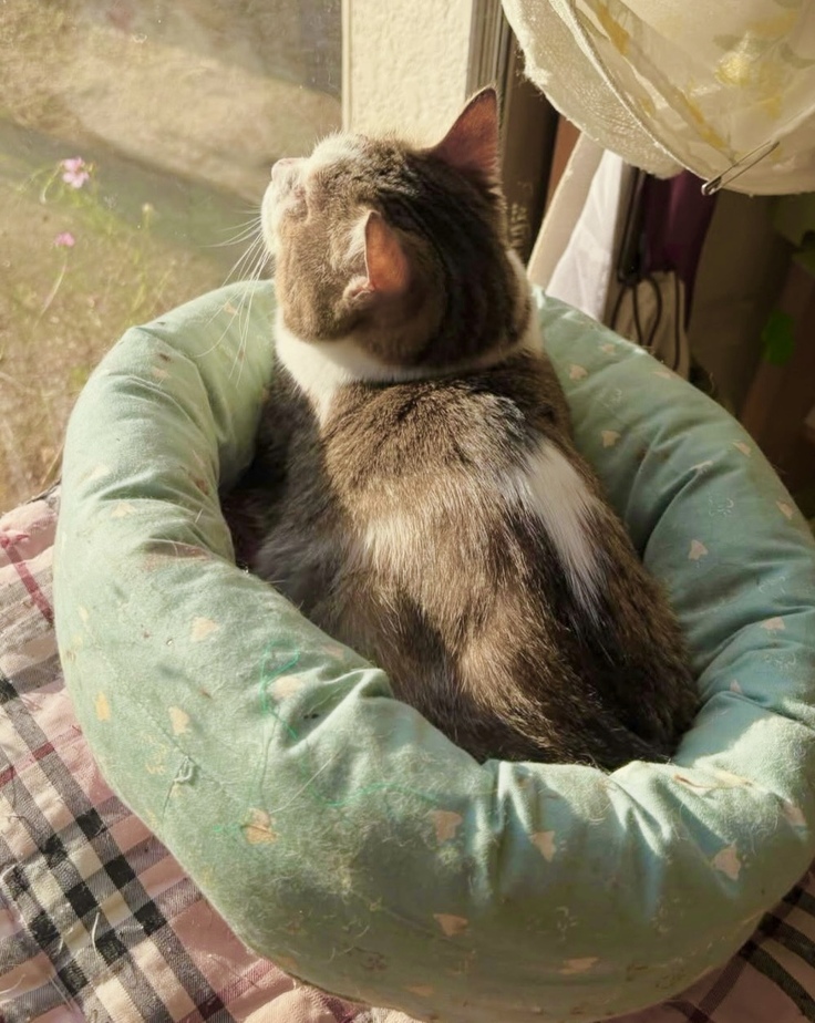 今日も太陽を見上げます