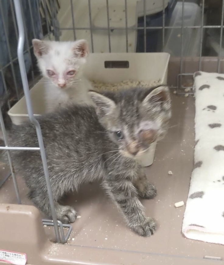 目の見えない仔猫