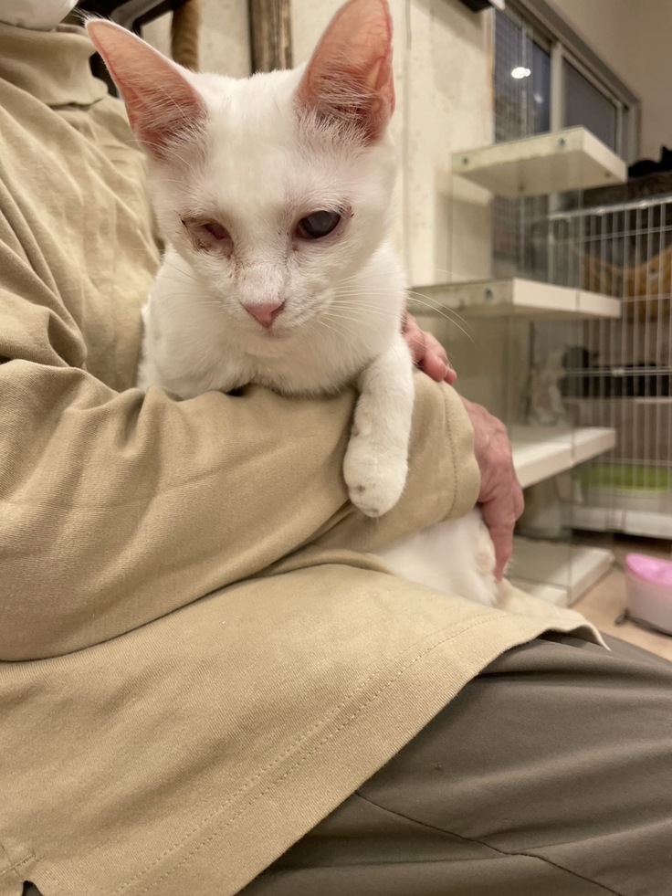 お膝の上が大好きニャン