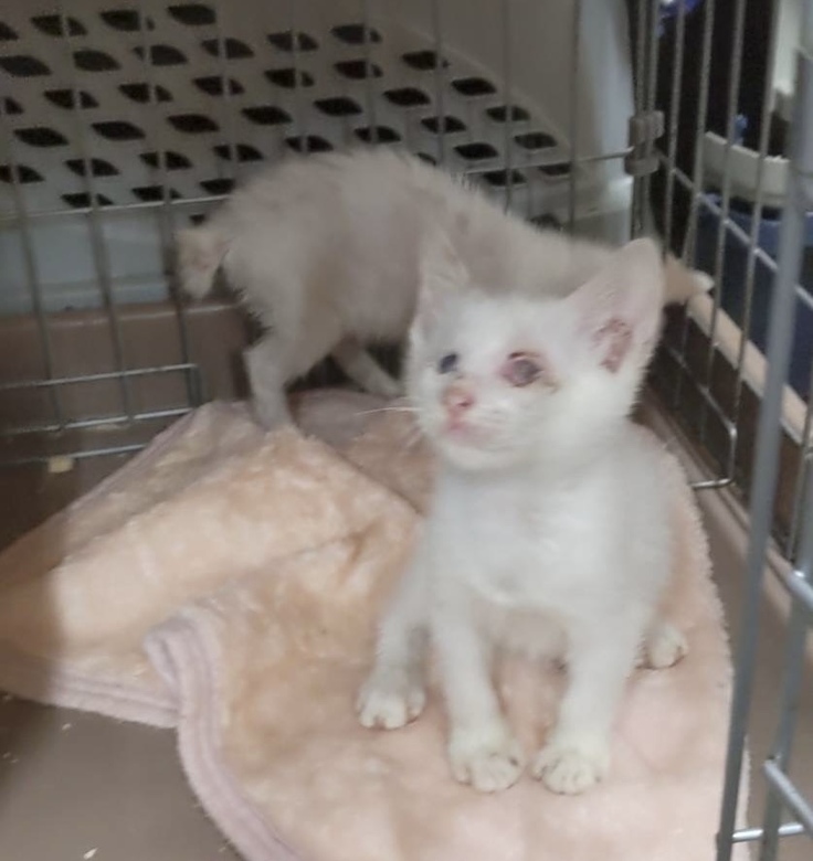 真っ白ボディのマシュとマロ