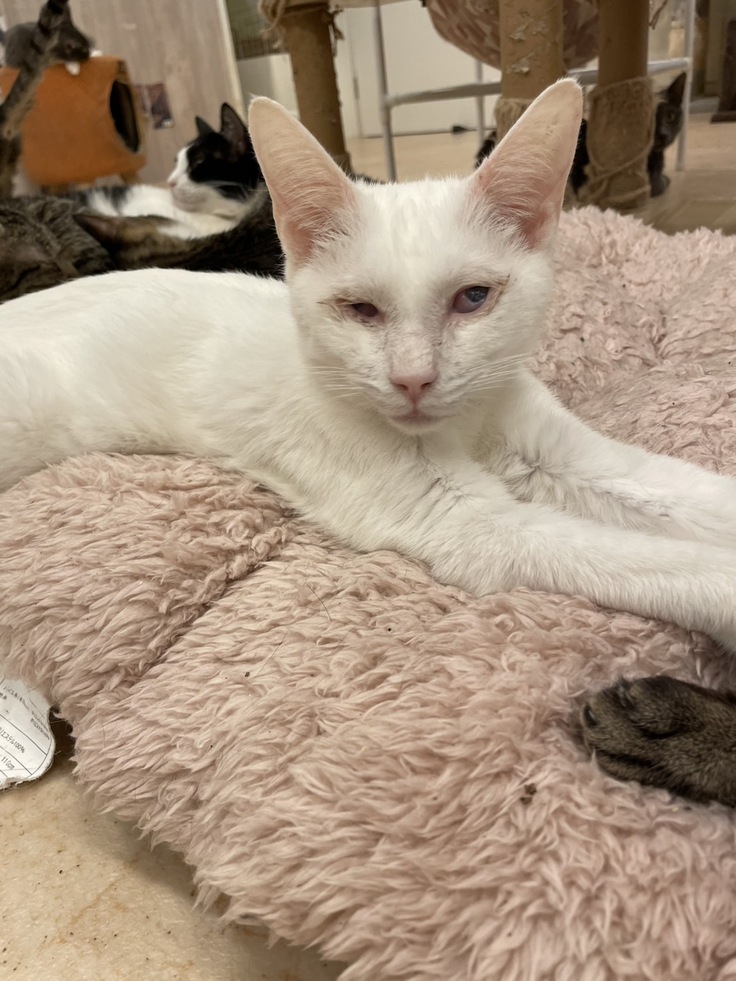 見分けがつかないマシュ・マロ