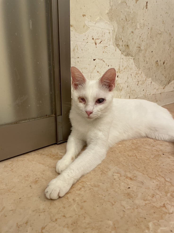 見分けがつかない、マシュとマロ