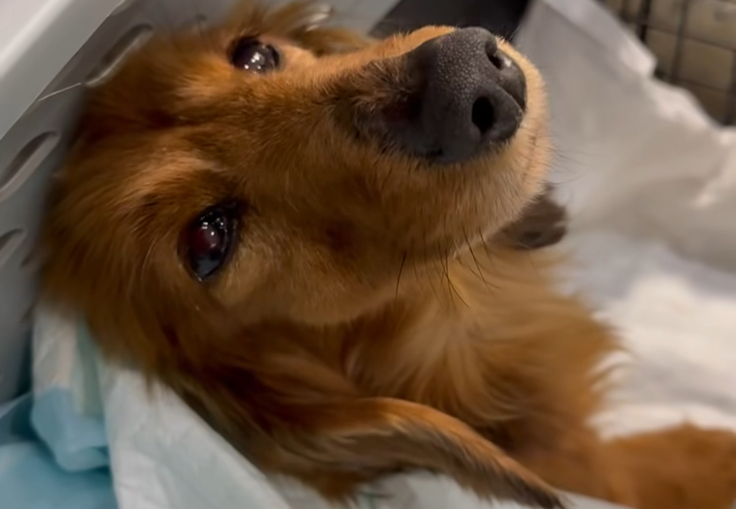 ウォークちゃん