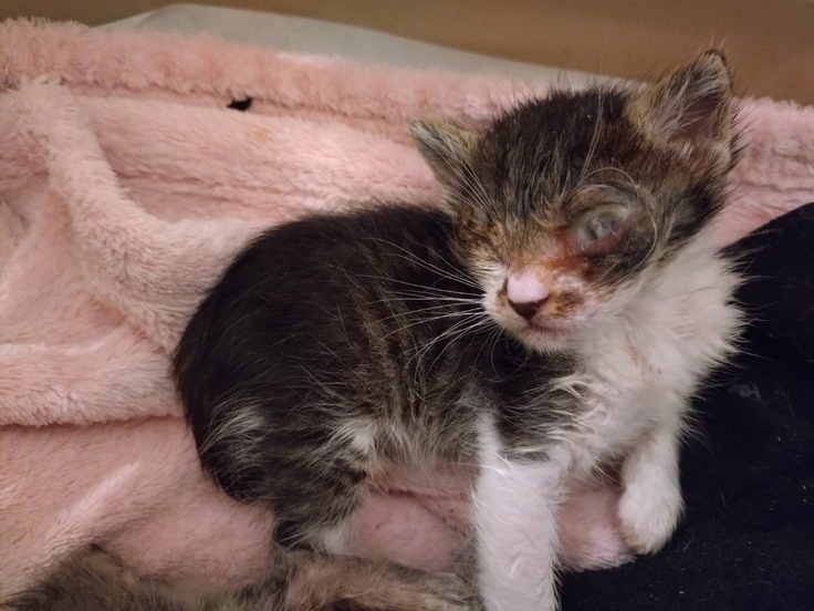 目に膜が貼ったような状態の仔猫の写真