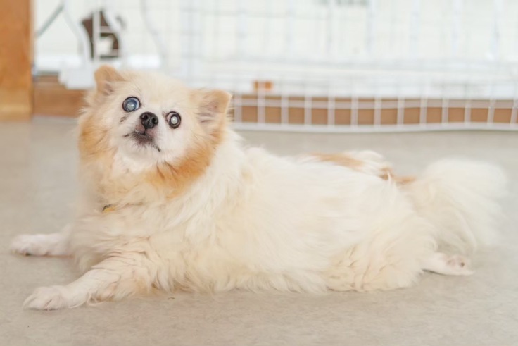 ゆうゆうちゃん