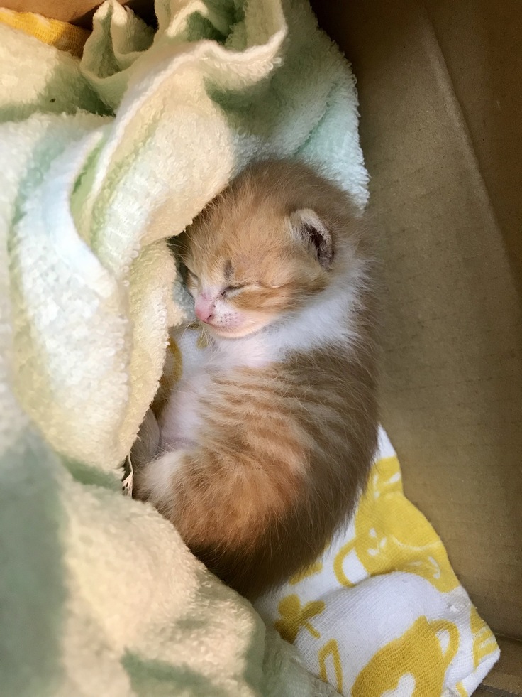大雨の日にダンボールで捨てられていた子猫きまる