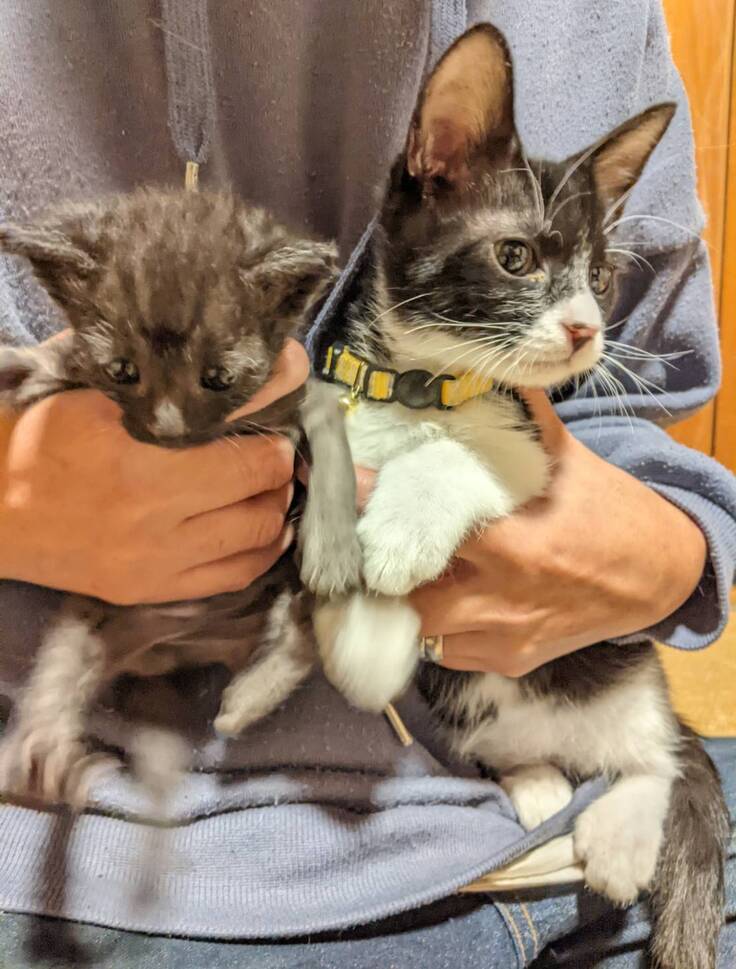 左がマメ　2年前Summerと門脈シャント疑いとなる