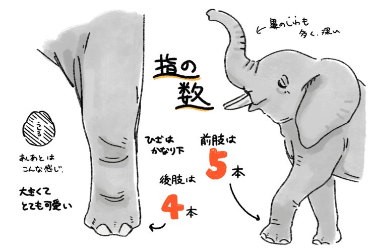 マルミミゾウの指の数