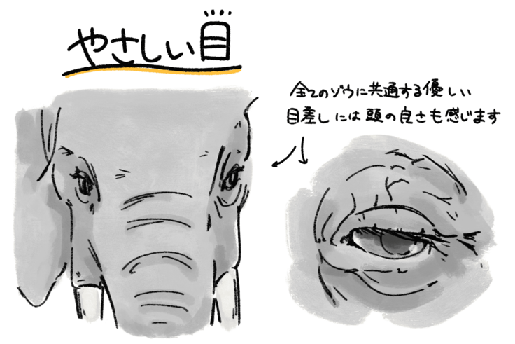 マルミミゾウの目