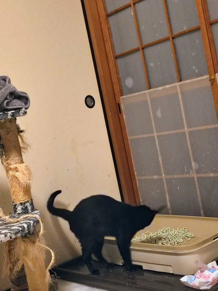 トイレの回数も増えだす