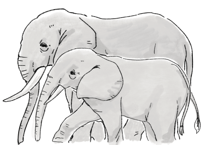 マルミミゾウの小さいからだ