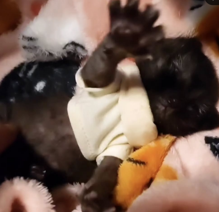 保護して数日のマメ