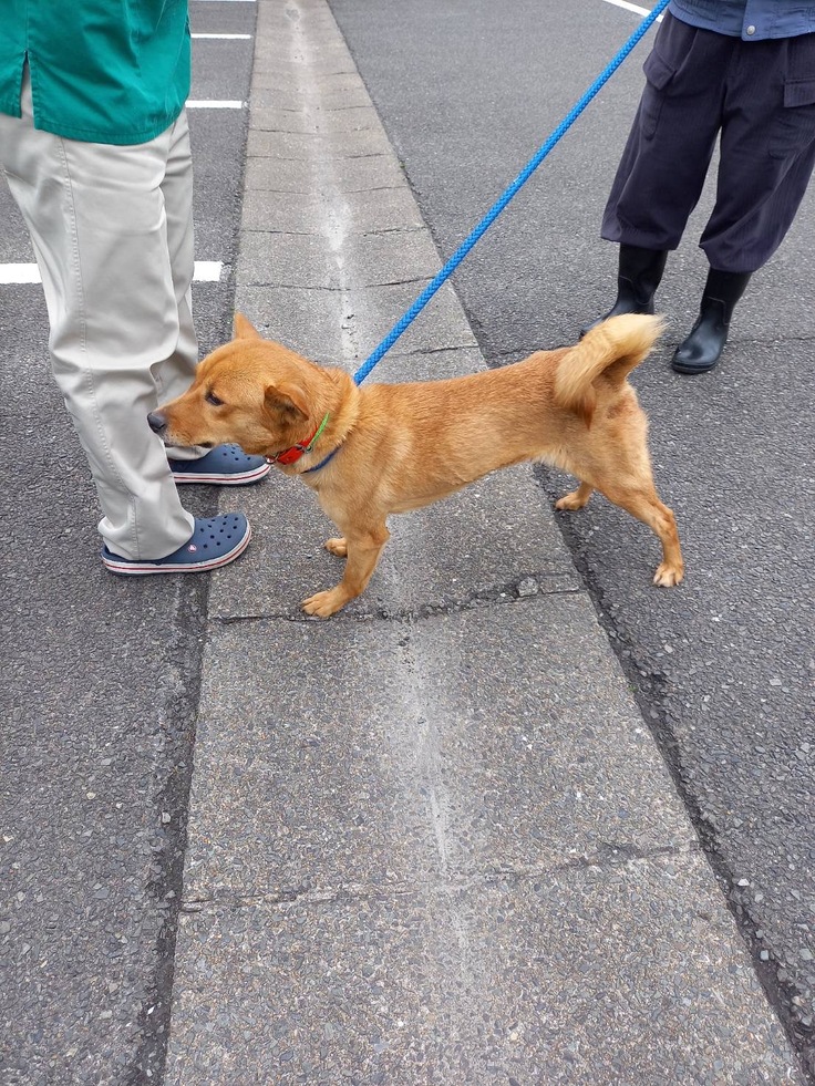 愛護センターでお散歩中の写真。