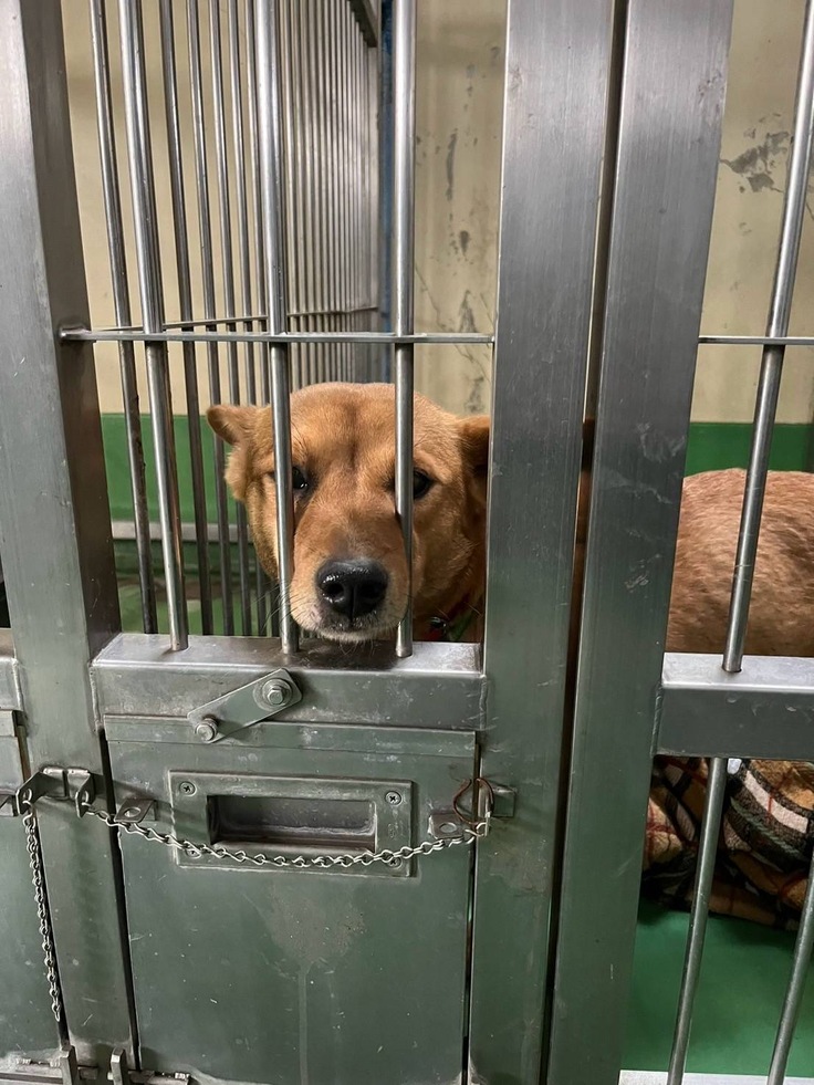 ステラのお迎え