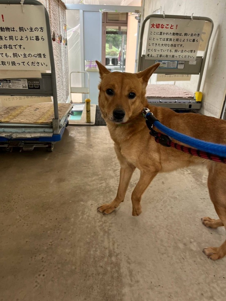 愛護センターの檻から出たステラ。