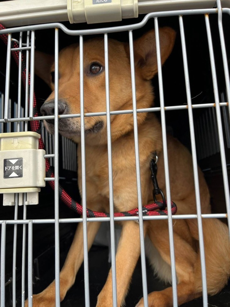 車に乗って、これから帰るよステラ✨️