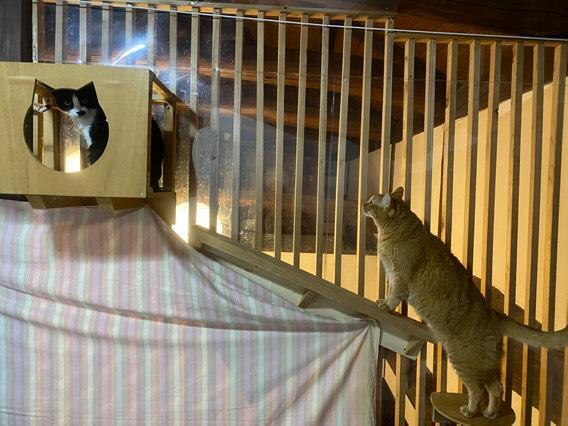 自分達で作った部屋