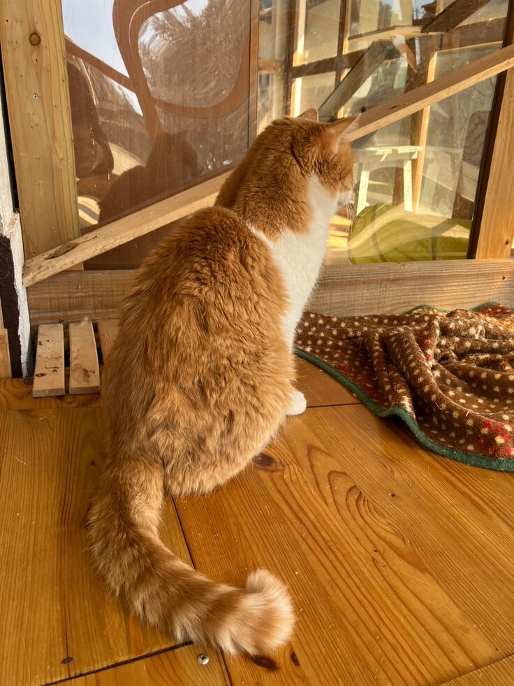 外を見せたいと主人が作ったウッドデッキ