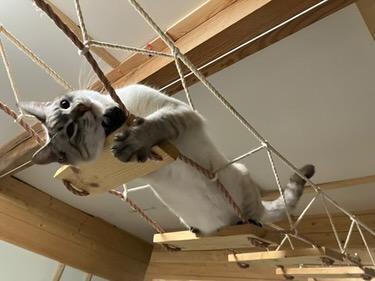 お庭で保護、猫白血病キャリアのアズ君　