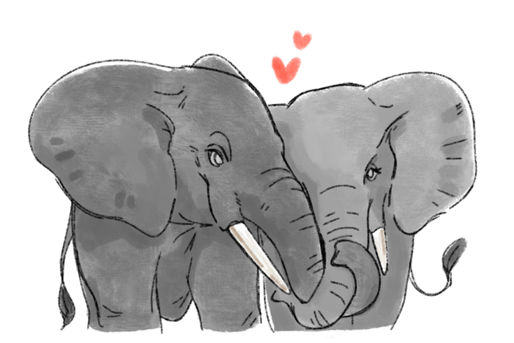 マルミミゾウのカップル