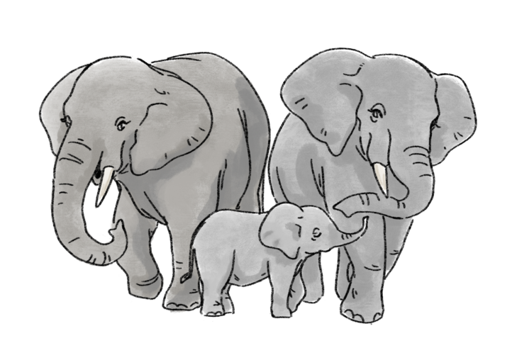 マルミミゾウの家族