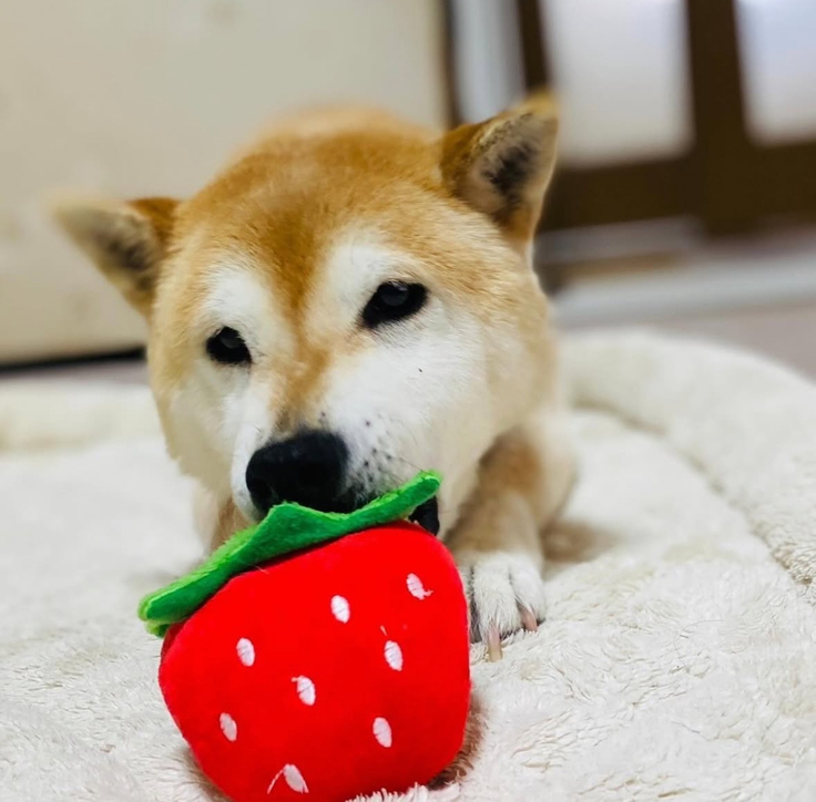 おもちゃで遊ぶひびきちゃん
