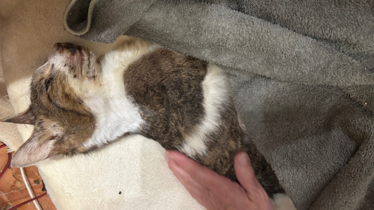 高齢猫のおハゲちゃん