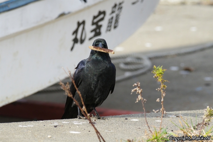 IMGP31261016 (1304).jpg