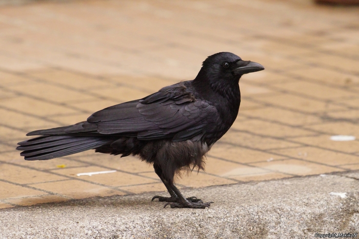 batch_Corvus corone・アホ毛・すすきの：25.03.21.307.JPG