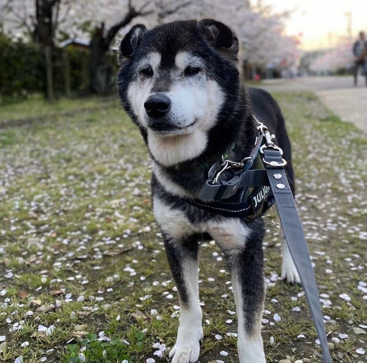 しゃちほこくん