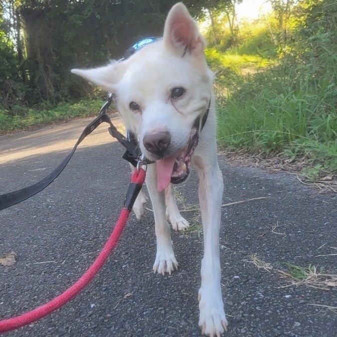 お散歩中のもちくん