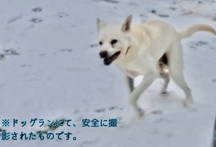 雪ではしゃぐもちくん