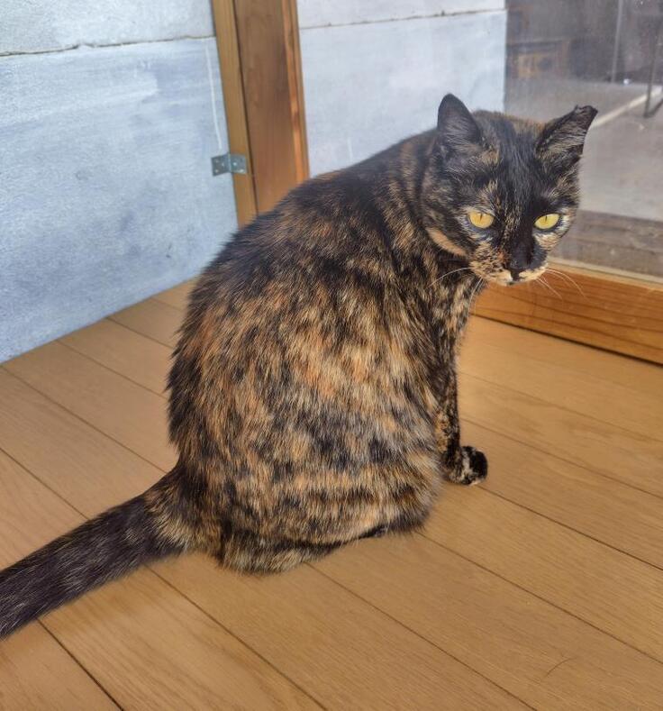 ダブルキャリアのレア