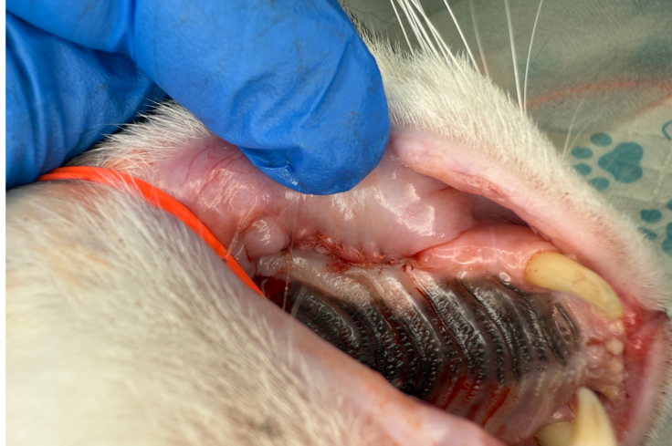 【処置後の口の様子】