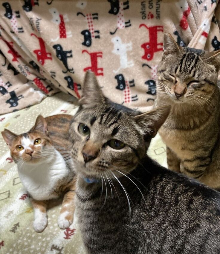 みにゃさま、ありがとうございましたにゃん😻