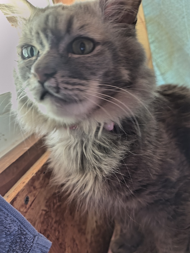 高齢者宅に突然現れた