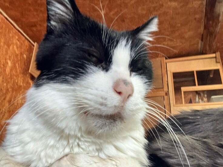 黄疸が出て看取り