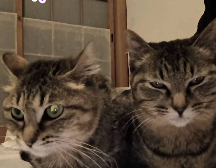 6匹保護の現場から2匹だけ